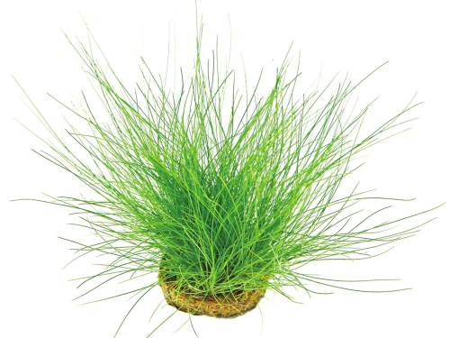 Nadel-Sumpfsimse - Eleocharis acicularis